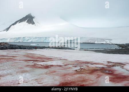 La neige rouge et la glace à Damiy point Antarctique causées par les algues Chlamydomonas nivalis sont un signe possible de changement climatique Banque D'Images