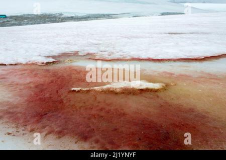 La neige rouge et la glace à Damiy point Antarctique causées par les algues Chlamydomonas nivalis sont un signe possible de changement climatique Banque D'Images