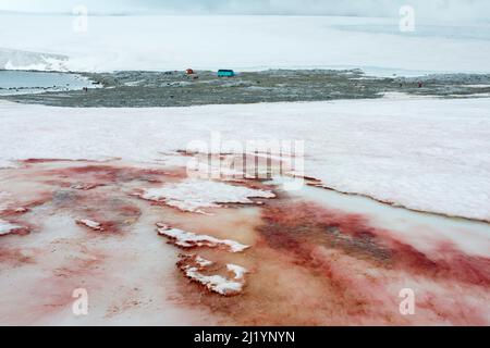 La neige rouge et la glace à Damiy point Antarctique causées par les algues Chlamydomonas nivalis sont un signe possible de changement climatique Banque D'Images