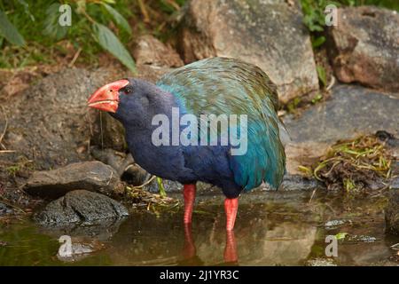 Takahe (Porphyrio hochstetteri), Orokanui Ecosanctugue, près de Dunedin, Île du Sud, Nouvelle-Zélande Banque D'Images