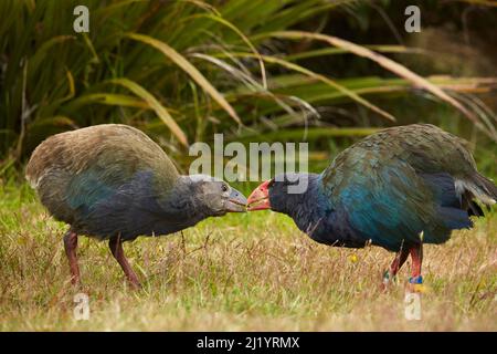 Takahe poussin adulte (Porphyrio hochstetteri), Orokanui Ecosanctuary, près de Dunedin, Île du Sud, Nouvelle-Zélande Banque D'Images