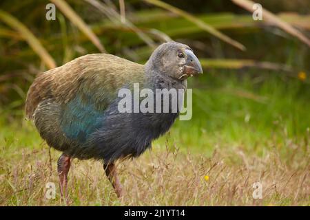 Takahe poussin (Porphyrio hochstetteri), Orokanui Ecosanctuary, près de Dunedin, Île du Sud, Nouvelle-Zélande Banque D'Images