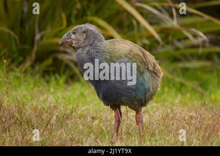 Takahe poussin (Porphyrio hochstetteri), Orokanui Ecosanctuary, près de Dunedin, Île du Sud, Nouvelle-Zélande Banque D'Images