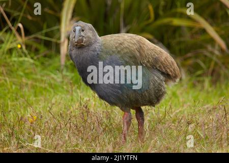 Takahe poussin (Porphyrio hochstetteri), Orokanui Ecosanctuary, près de Dunedin, Île du Sud, Nouvelle-Zélande Banque D'Images