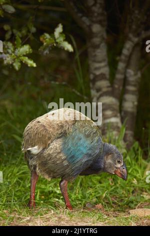 Takahe poussin (Porphyrio hochstetteri), Orokanui Ecosanctuary, près de Dunedin, Île du Sud, Nouvelle-Zélande Banque D'Images