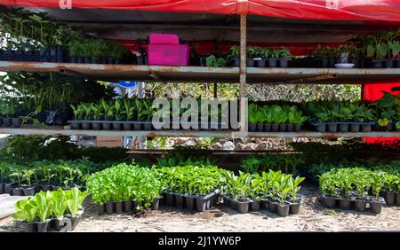 Plantules de légumes sur le marché de l'agriculteur. Les plants de tomate, de laitue, de poivre, de persil et d'aubergine sont exposés et en vente. Banque D'Images