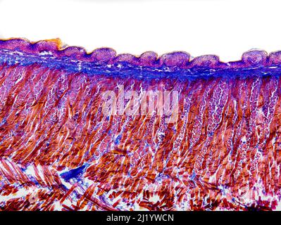 section transversale de la langue du chat sous le microscope montrant des papilles foliées, des bourgeons gustas, des sous-muqueuses et des muscles - microscope optique x100 grossissement Banque D'Images