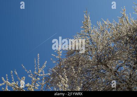 cime en pleine fleur blanche dans un ciel bleu clair et un petit sentier de condensation blanche avec un petit avion en haut à gauche Banque D'Images