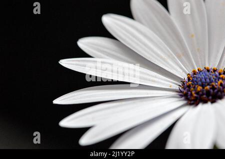 Marguerites africaines macro-blanches sur fond noir avec œil central violet/orange. Banque D'Images