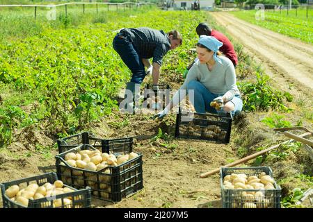 Les jardiniers triant les pommes de terre pendant la récolte à l'extérieur Banque D'Images