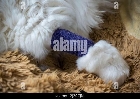 Gros plan d'un bras de chat blanc, moelleux, bandé dans des enveloppements violets après une visite vétérinaire pour la déshydratation Banque D'Images