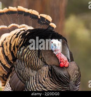 Gros plan de Merriams turkey (Meleagris gallopavo) tom strating début printemps Colorado, Etats-Unis Banque D'Images