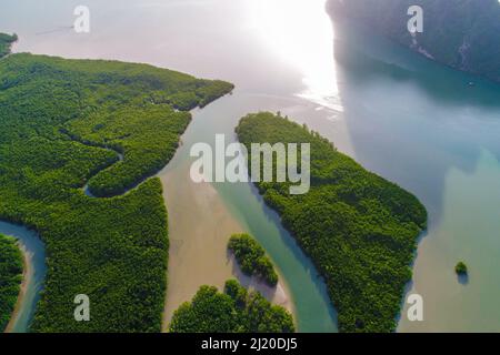 Vue aérienne sur la mer et la rivière dans la mangrove tropicale forêt d'arbres verts avec brouillard lever du matin Banque D'Images