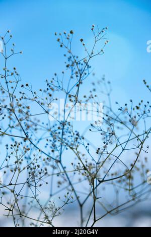 Fleurs blanches de la gitsophila. Brouillées et brouillées arrière-plan de la plante gros plan des fleurs de souffle de bébé délicat.Mise au point sélective toile de fond de la Terre naturelle Banque D'Images
