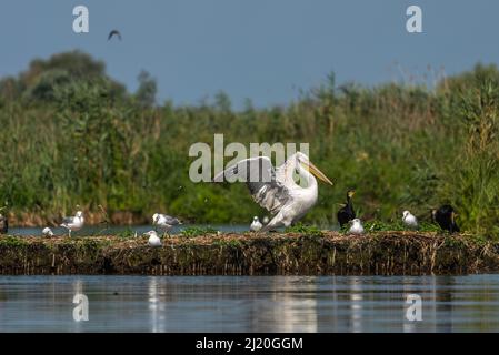 Un petit cliché de pélican et d'autres oiseaux de mer debout sur les plantes d'eau flottantes du Danube par une journée ensoleillée Banque D'Images