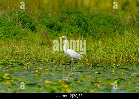 Une photo d'un grand aigrette marchant parmi des plantes flottantes dans les eaux peu profondes du Danube par une journée ensoleillée Banque D'Images