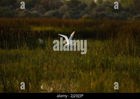Une belle vue d'un grand aigreet survolant la prairie par le Danube par une journée ensoleillée Banque D'Images