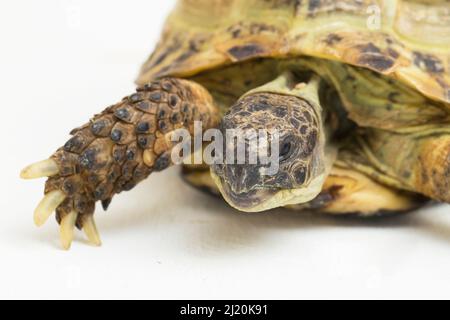 Tortoise russe Testudo horsfieldii isolé sur fond blanc Banque D'Images