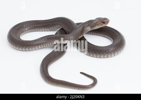 Le cobra craquant Javan (Naja sputatrix) isolé sur fond blanc Banque D'Images