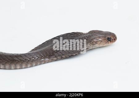 Le cobra craquant Javan (Naja sputatrix) isolé sur fond blanc Banque D'Images