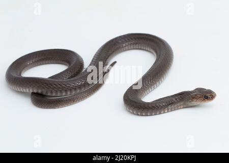 Le cobra craquant Javan (Naja sputatrix) isolé sur fond blanc Banque D'Images