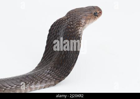 Le cobra craquant Javan (Naja sputatrix) isolé sur fond blanc Banque D'Images