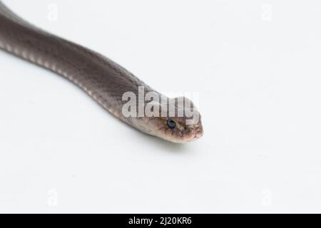 Le cobra craquant Javan (Naja sputatrix) isolé sur fond blanc Banque D'Images