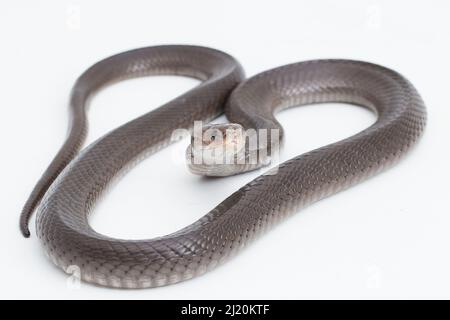 Le cobra craquant Javan (Naja sputatrix) isolé sur fond blanc Banque D'Images