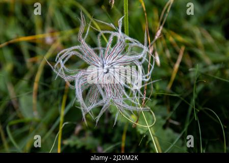 Pulsatilla alpina fleur en montagne, gros plan Banque D'Images