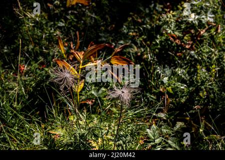 Pulsatilla alpina fleur en montagne, pousse gros plan Banque D'Images