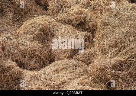 Texture d'une balle de paille sèche. Pile de foin jaune empilé de manière chaotique. Jour. Extérieur. Mise au point sélective. Banque D'Images