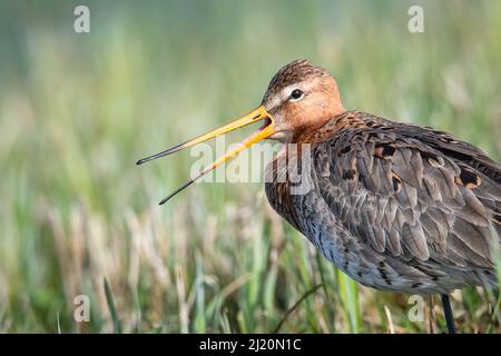 Diepholz, Allemagne. 25th mars 2022. Un godwit à queue noire se dresse dans un champ de la réserve naturelle d'Ochsenmoor. Le premier des oiseaux en voie de disparition à l'échelle nationale est revenu de leurs quartiers d'hiver africains vers leurs aires de reproduction en Basse-Saxe. (À dpa les oiseaux migrateurs reviennent des quartiers d'hiver - les godwits à queue noire sont déjà là) crédit: Sina Schuldt/dpa/Alamy Live News Banque D'Images