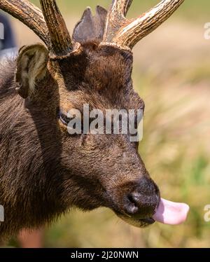 Gros plan sur le cerf sri-lankais sambar, langue sortie. Banque D'Images