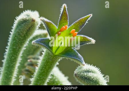 Grand Kangourou Paw (Anigozanthos flavidus ) région sud-ouest près du Danemark, Australie occidentale. Australie occidentale endémique Banque D'Images