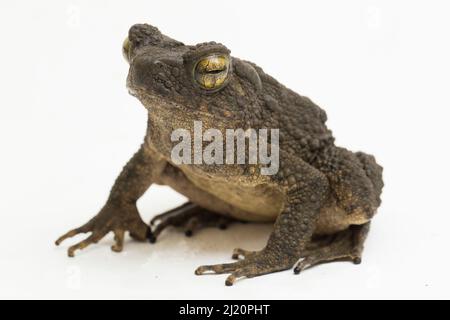 Le crapaud géant asiatique Phrynoidis asper est isolé sur fond blanc Banque D'Images