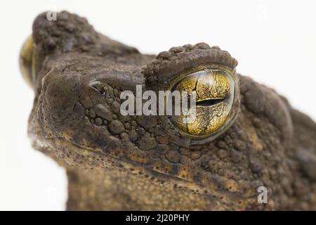 Le crapaud géant asiatique Phrynoidis asper est isolé sur fond blanc Banque D'Images