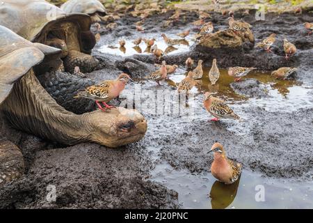 La colombe des Galapagos (Zenadia galapagensis) se floque à la flaque, avec une tête de tortue géante des Galapagos, (Chelonoidis darwini) Santiago Highlands, Galap Banque D'Images