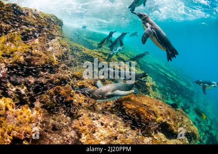 Les pingouins de Galapagos (Spheniscus mendiculus) nageant sous l'eau, Tagus Cove, Isabela Island, Galapagos, Banque D'Images
