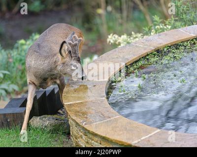 Le jeune cerf de Virginie (Capranolus capranolus) en buck avec des cornes en développement en velours approchant un étang de jardin, jardin de Wiltshire, Royaume-Uni, février. Banque D'Images