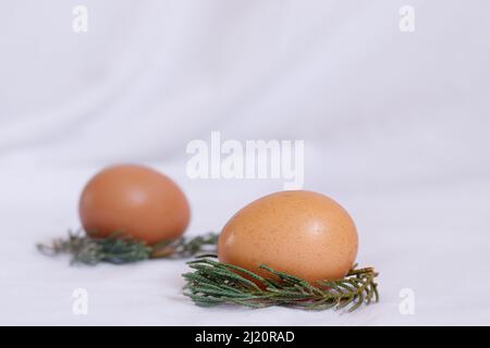 Lumineux et aéré simple Pâques esthétique fond de deux oeufs bruns nichés sur un nid de feuilles d'épinette Banque D'Images