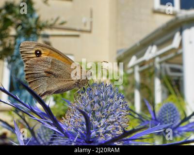 Papillon brun de prairie (Maniola jurtina) nectarting sur Eryngium (Eryngium sp.) fleurs dans un jardin de banlieue à proximité d'une maison, Bradford-on-Avon, Wiltshi Banque D'Images