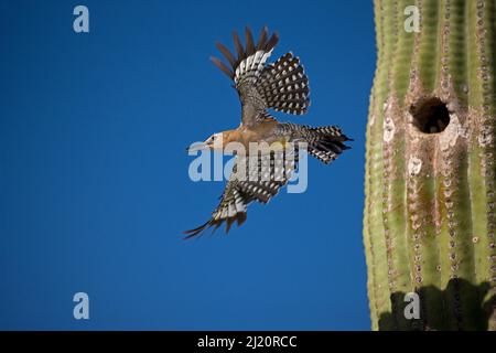 Pic de Gila (Melanerpes uropygialis), émergeant d'un nid dans le cactus de Saguaro, Arizona, États-Unis. Juillet. Banque D'Images