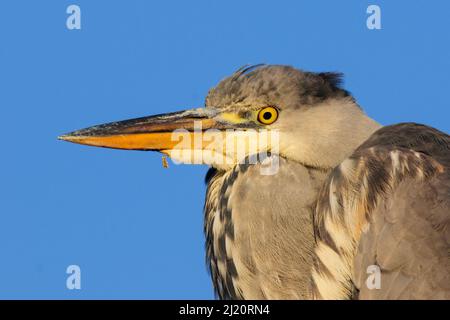 Héron gris (Ardea cinerea) Portrait immature. Londres, Angleterre, Royaume-Uni, décembre. Banque D'Images