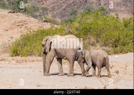Gros plan de deux éléphants du désert africain - Loxodonta Africana - errant dans le désert dans le nord-ouest de la Namibie. Banque D'Images