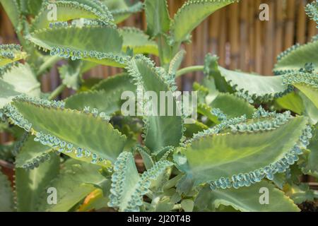 Kalanchoe daigremontiana, anciennement connu sous le nom de Bryophyllum daigremontianum et communément appelé mère de milliers, alligator ou usine mexicaine de chapeau Banque D'Images