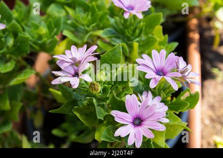 Dimorphotheca ecklonis, également connu sous le nom de Cap marguerite, pâquerette de Van Staden, pâquerette bleue et blanche, étoile du veldt est une plante ornementale Banque D'Images