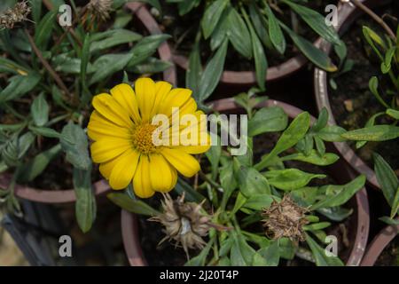 Calendula arvensis est une espèce de plante à fleurs de la famille des pâquerettes connue sous le nom commun de marigold. Mise au point sélective Banque D'Images