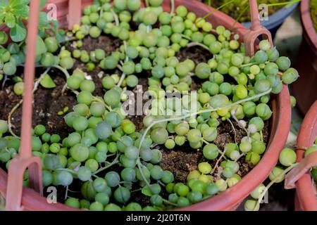 Senecio Rowley. Chaîne de perles. Une sorte de succulent. Banque D'Images