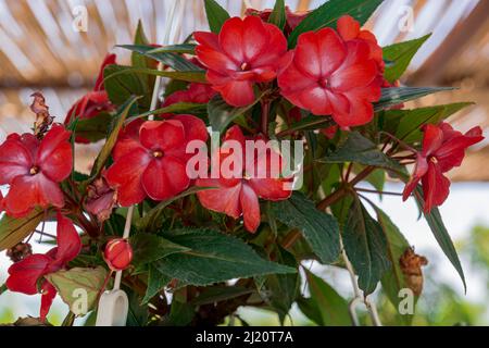 Impatiens hawkeri, l'impatiens de la Nouvelle-Guinée, est une espèce de plantes à fleurs de la famille des Balsaminaceae. Il est originaire de Papouasie-Nouvelle-Guinée et du sol Banque D'Images