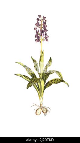 Männliches Knabenkraut, Orcis mascula, Ach Stattliches Knabenkraut, Manss-Knabenkraut und Kuckucks-Knabenkraut / Orchis mascula, l'orchidée pourpre précoce, l'orchidée de printemps précoce, historique, numérique amélioration de la reproduction d'un original du 19th siècle / restauration numérique 19 Orierkrías Pro-Pro-Pro-rías. Jahrhundert, genaues Originaldatum nicht bekannt Banque D'Images